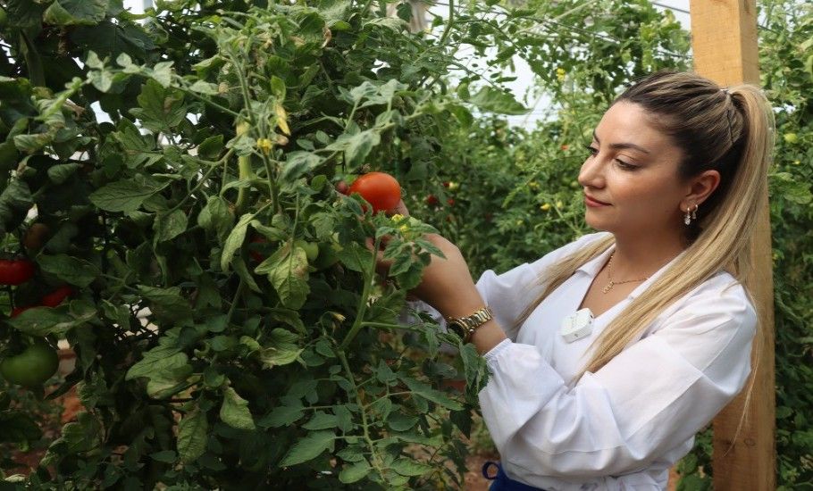 BÜYÜKŞEHİR’DE SEBZELER, HEM SOFRAYA HEM DE EKONOMİYE KATKI SAĞLIYOR