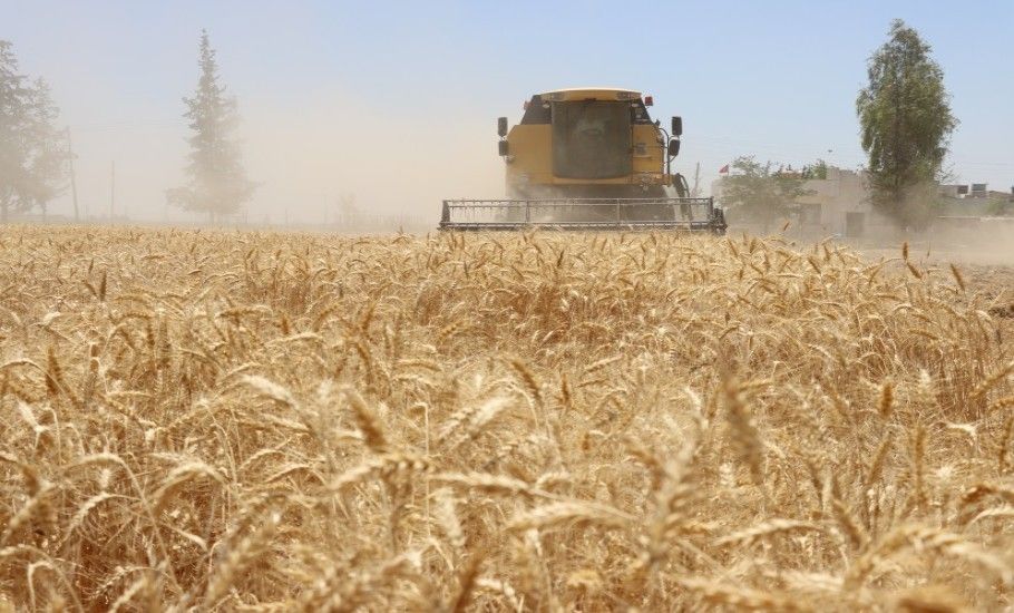 BÜYÜKŞEHİR BELEDİYESİ, 270 DEKARLIK ARAZİDE BUĞDAY HASADINA BAŞLADI