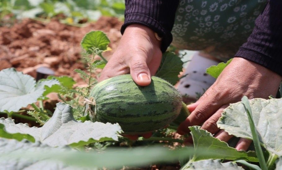 BÜYÜKŞEHİR, İLK ATA TOHUMU HASADINI GERÇEKLEŞTİRDİ