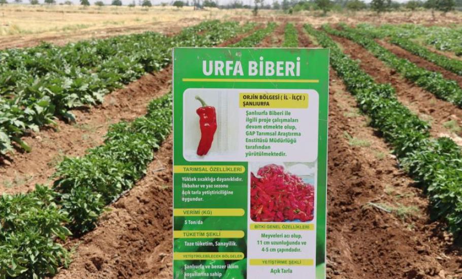 ŞANLIURFA BÜYÜKŞEHİR BELEDİYESİ ATA TOHUMLARINI GELECEĞE TAŞIYOR