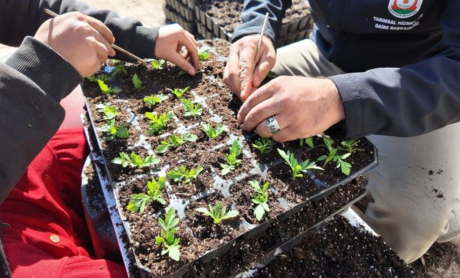 BÜYÜKŞEHİR SERALARINDA 400 BİN YAZLIK ÇİÇEK ÜRETİLİYOR